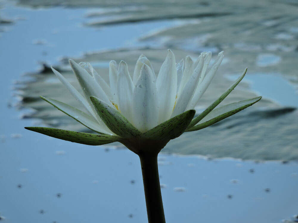 Image of Dotleaf waterlily