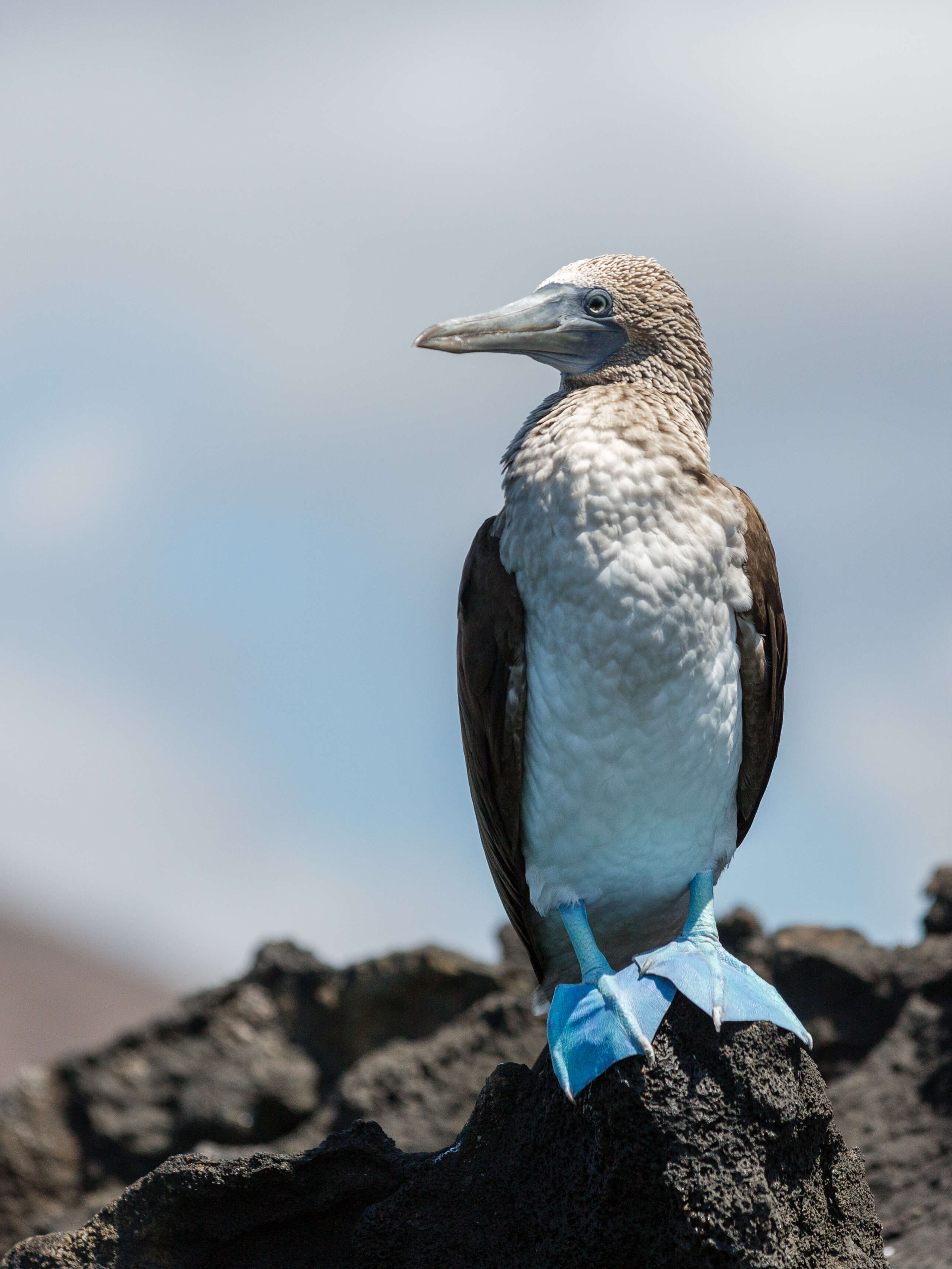 Image of gannets and boobies