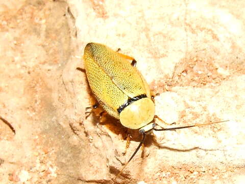 Image of Ellipsidion