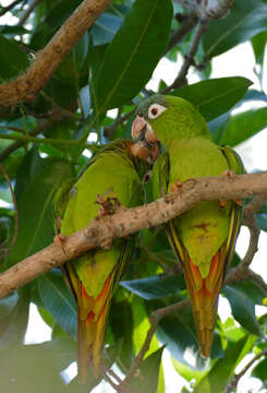 Image of Aratinga acuticaudata