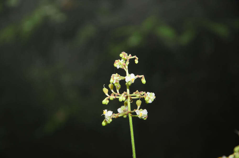 Image de Pollia secundiflora (Blume) Bakh. fil.