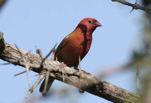 Image of Red-billed Firefinch