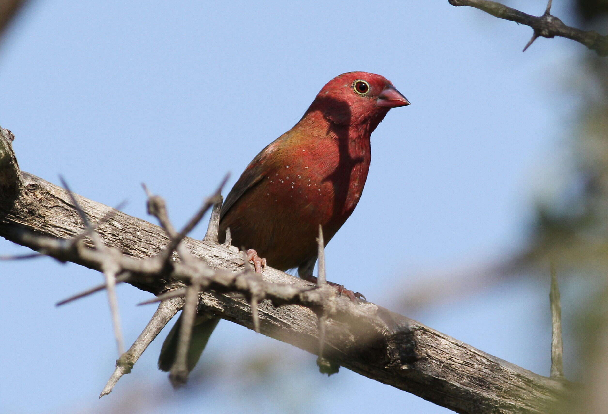 Image of Red-billed Firefinch