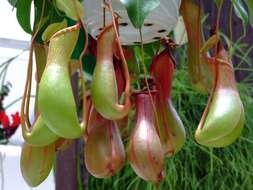 Image of Nepenthes miranda