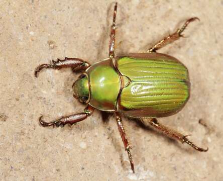 Image of Jewel scarab