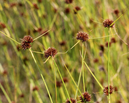 Image of Small-Head Beak Sedge