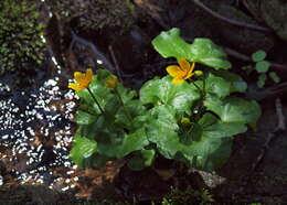 Image of marsh marigold