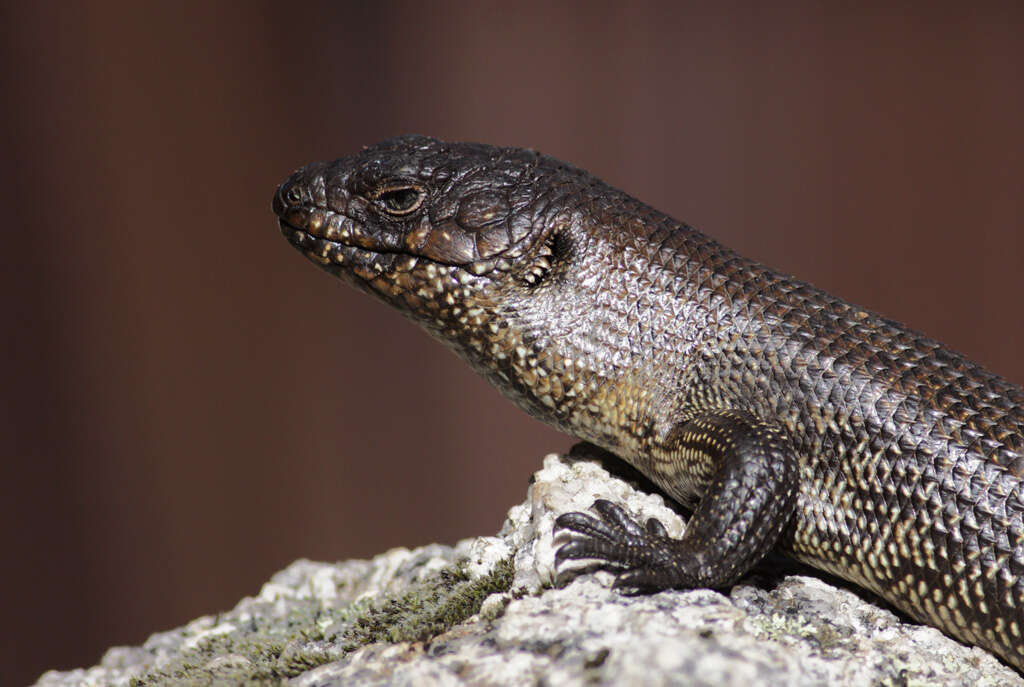 Image of Cunningham's skink