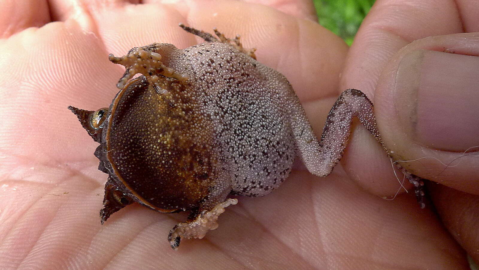 Image of Odontophrynidae Lynch 1969