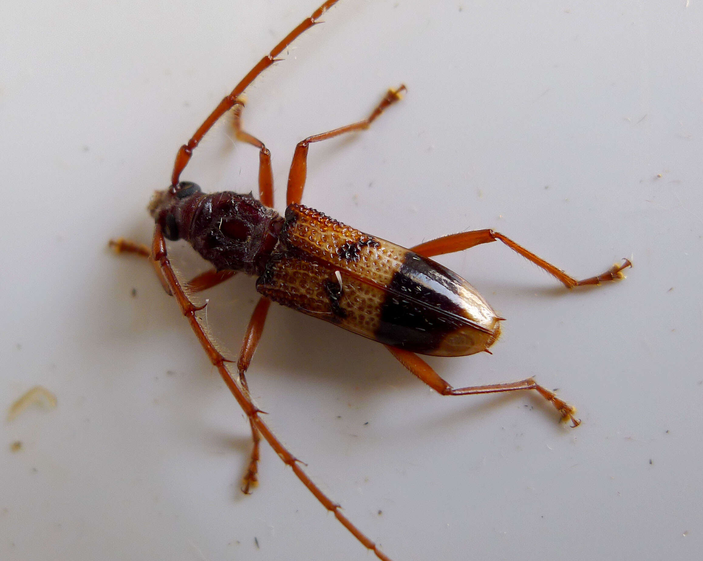 Image of Eucalyptus longhorned borer