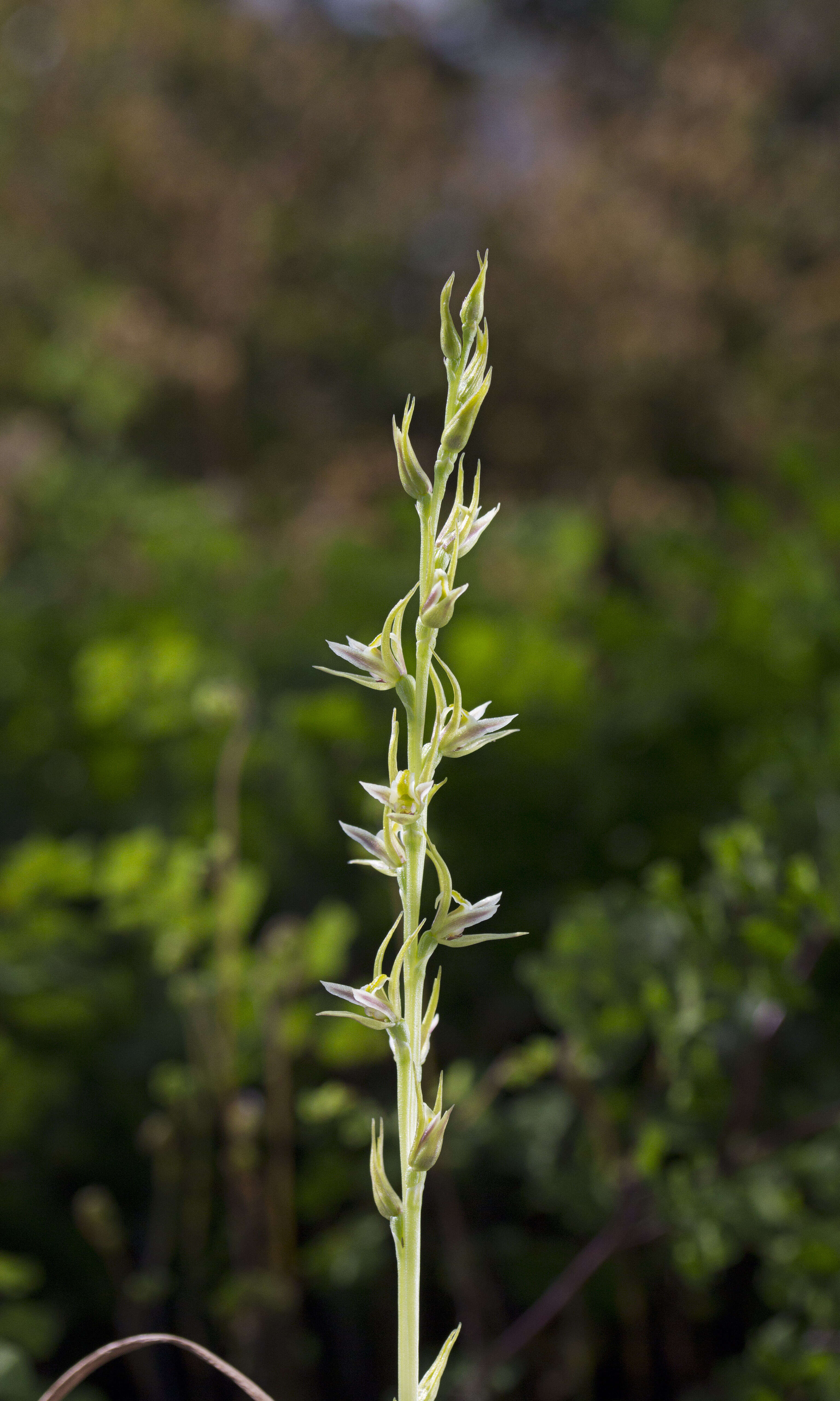 Image of Leek orchids