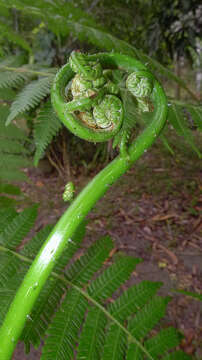 Cyathea microdonta (Desv.) Domin resmi