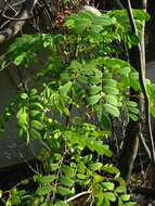 صورة Caesalpinia kauaiensis H. Mann