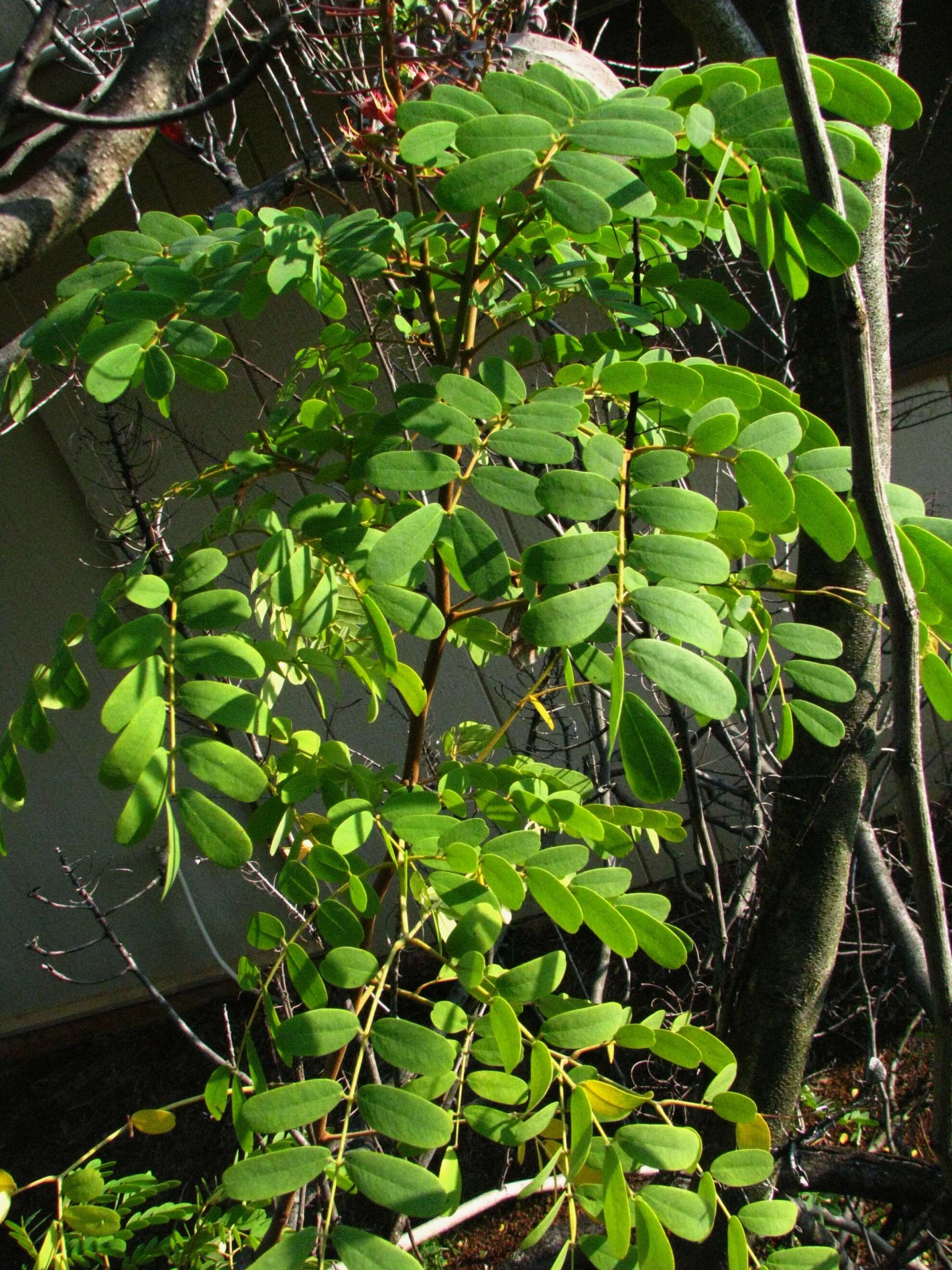 صورة Caesalpinia kauaiensis H. Mann