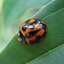 Image of Common australian lady beetle