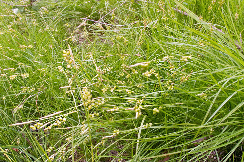 Image de Carex alba Scop.