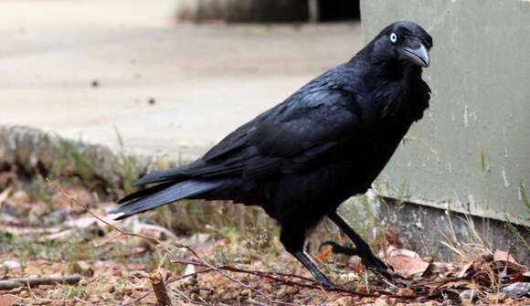 Imagem de Corvus coronoides Vigors & Horsfield 1827