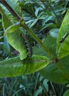 Image of Monarch Butterfly