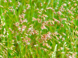 Image of Creeping Molasses Grass