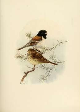 Слика од Junco Wagler 1831