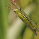 Image of Stenacris vitreipennis (Marschall 1836)