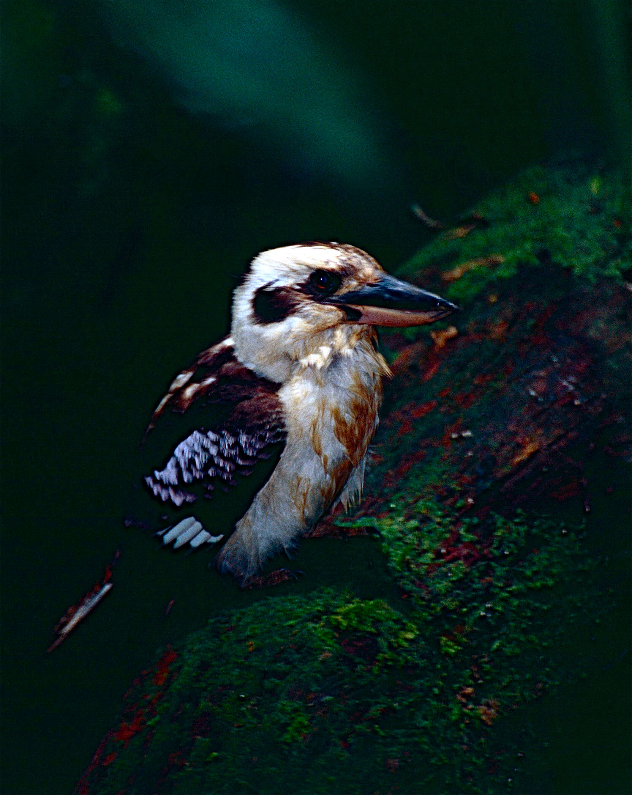 Image of Kookaburra