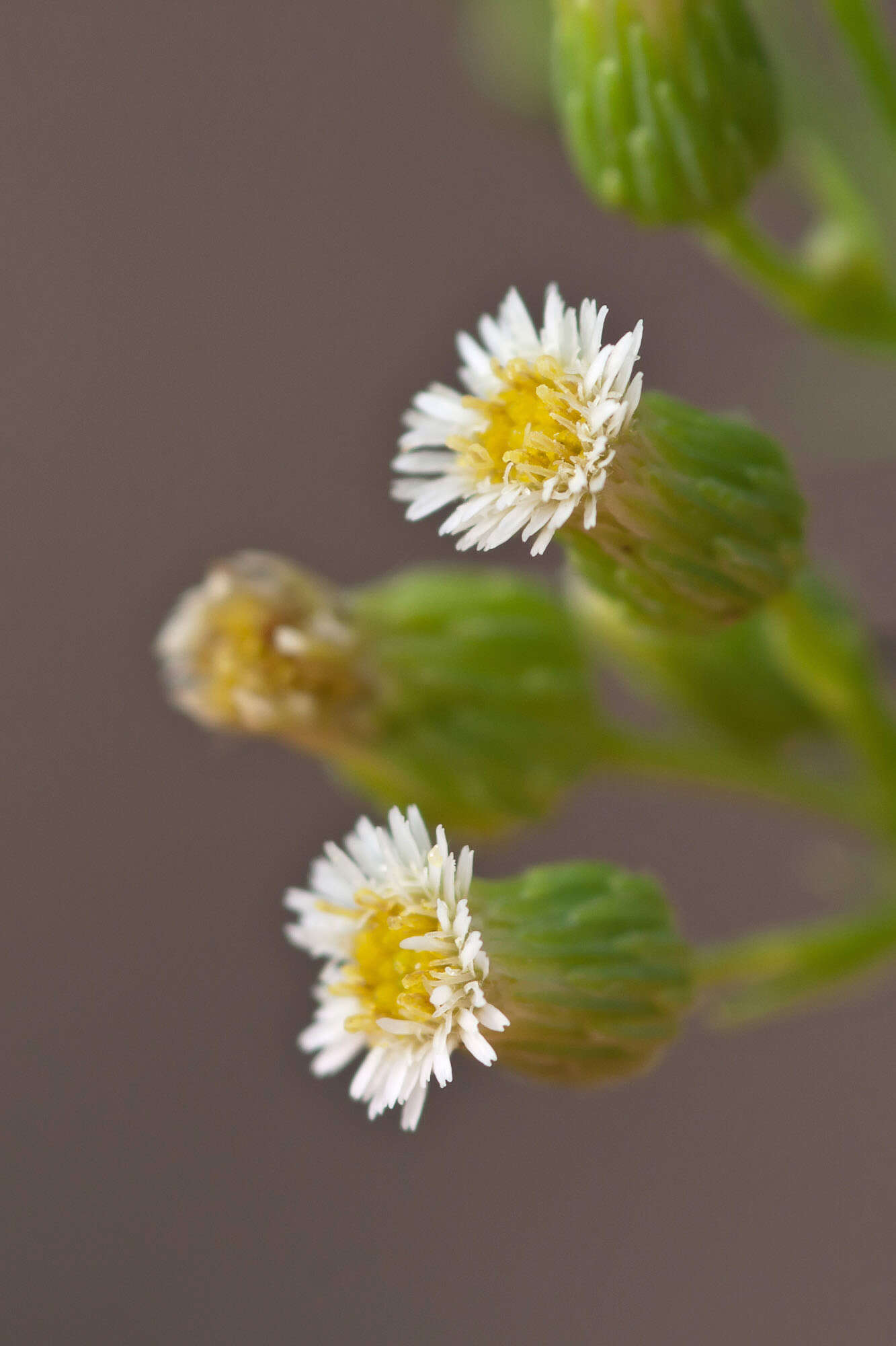 Image of fleabane