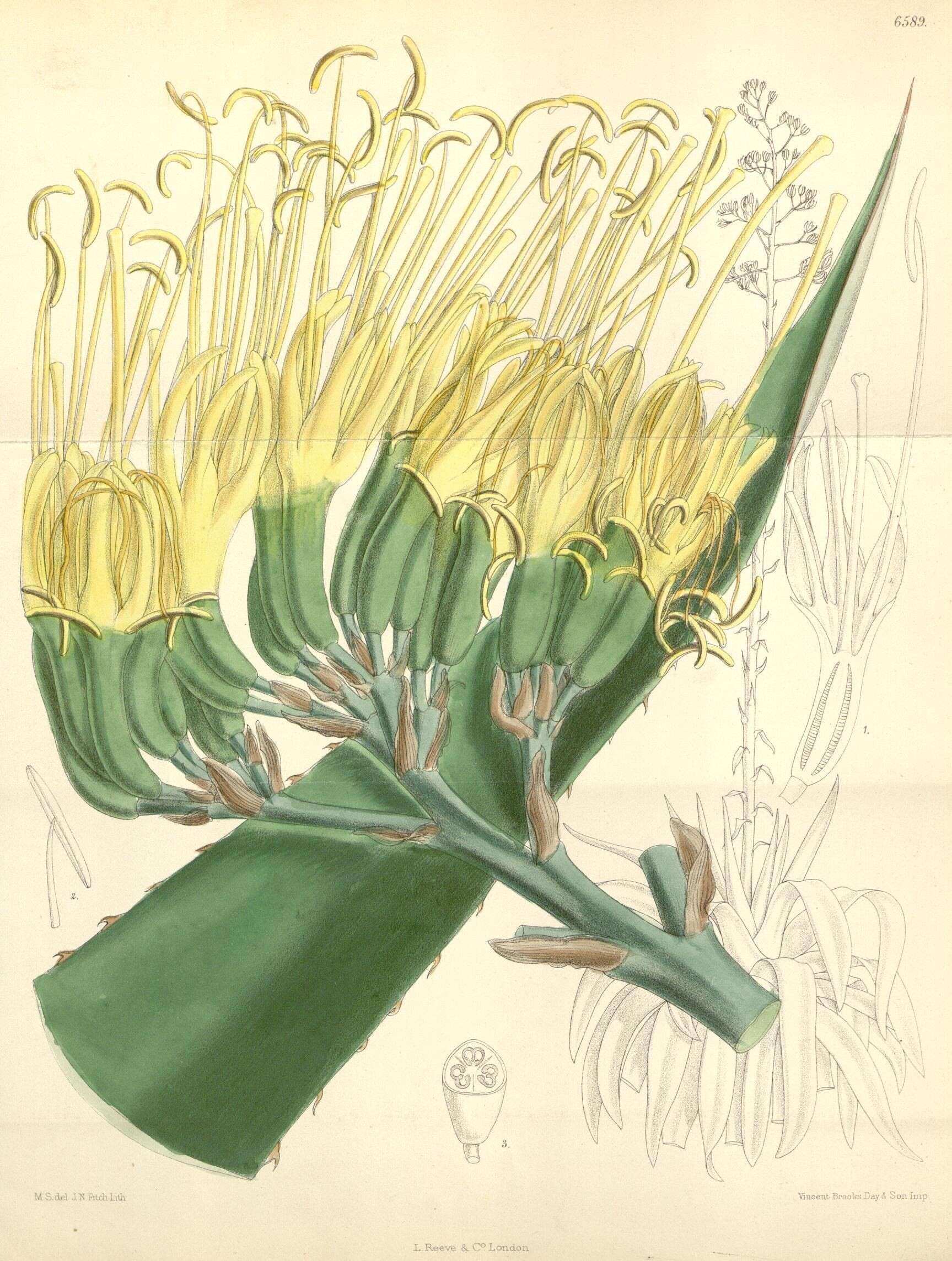 Image of Agave hookeri Jacobi