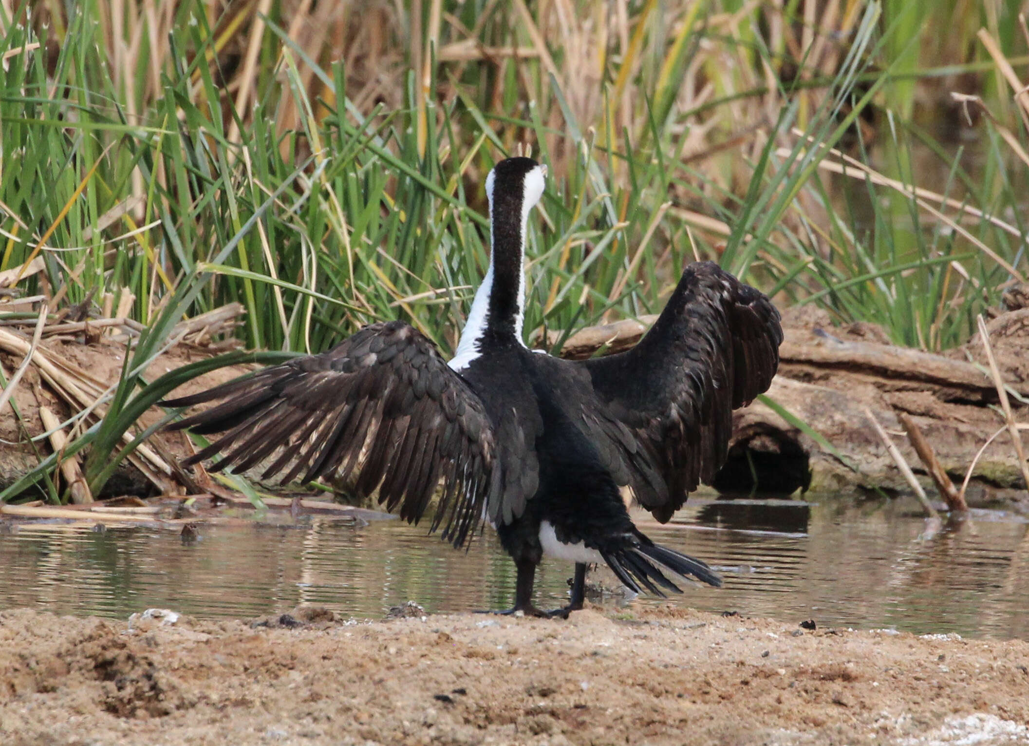 Image of Australian Pied Cormorant