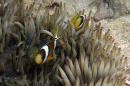 Image of Amphiprion