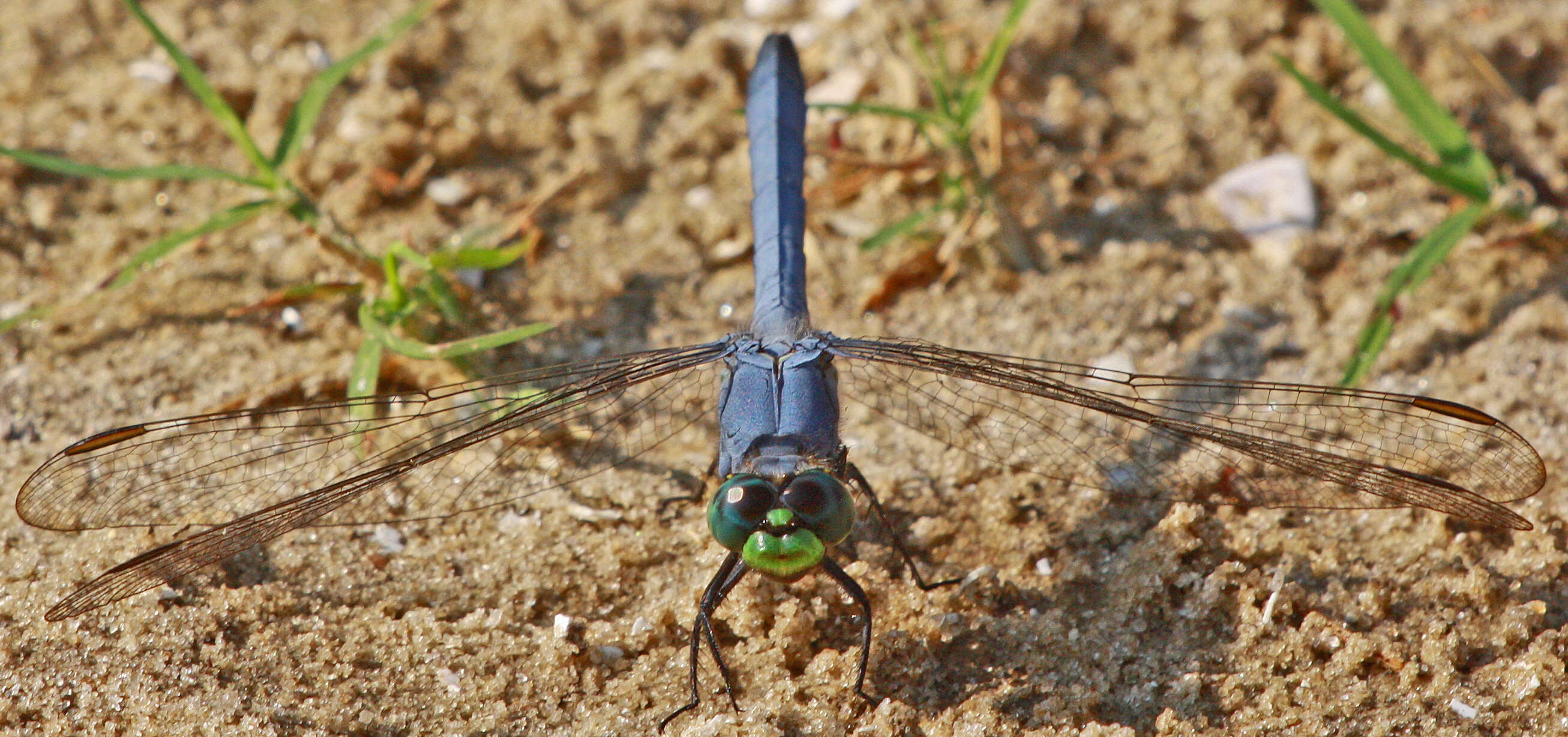 Imagem de Erythemis Hagen 1861