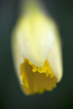 Image of daffodil