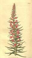 Plancia ëd Echium rubrum Forsk.