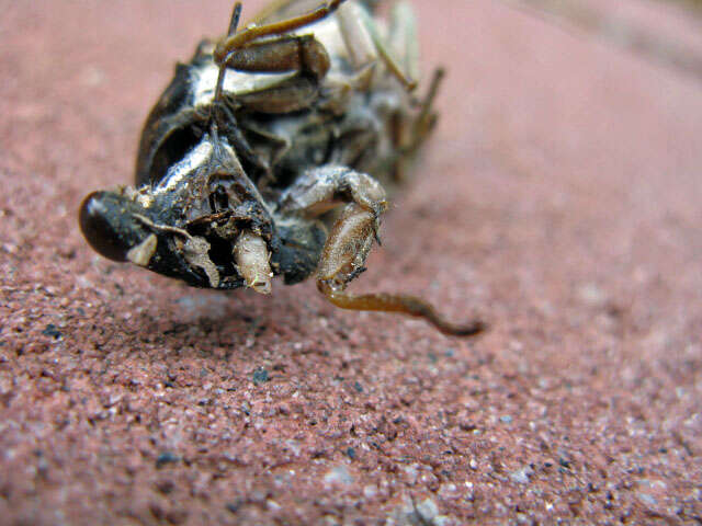 Image of Cicada Killers