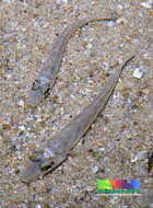 Image of smelt-whitings