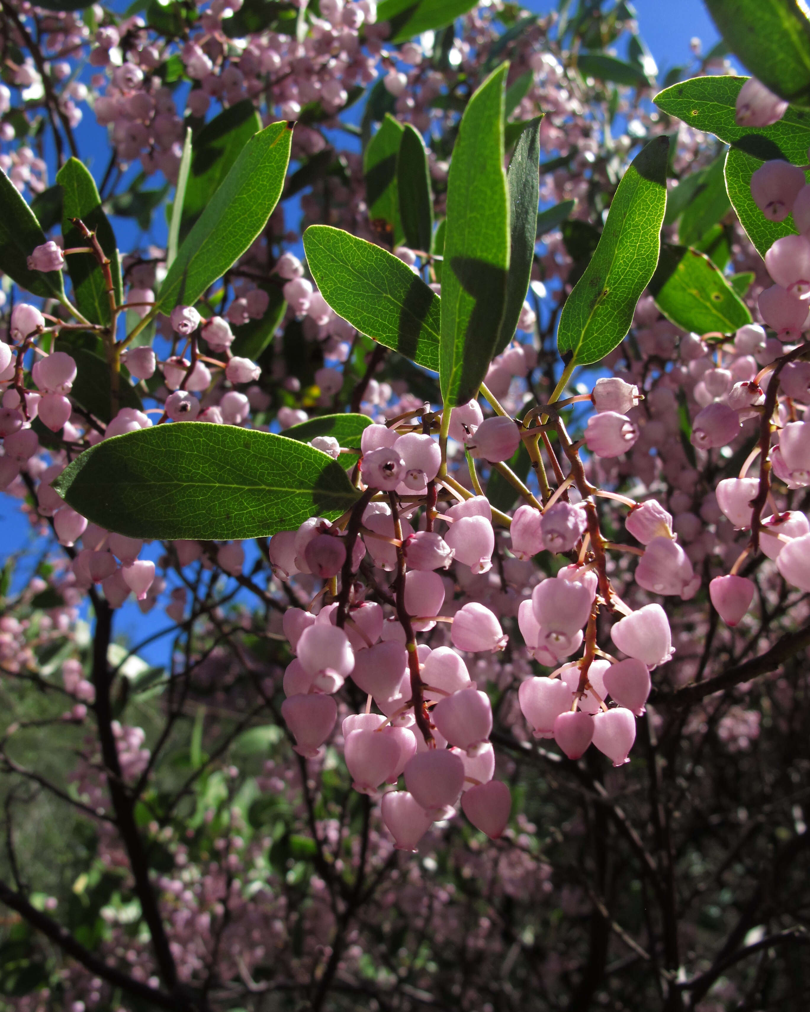 Image of Stanford's manzanita