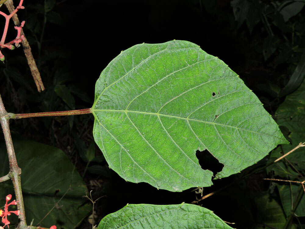 Image of Cissus biformifolia Standl.