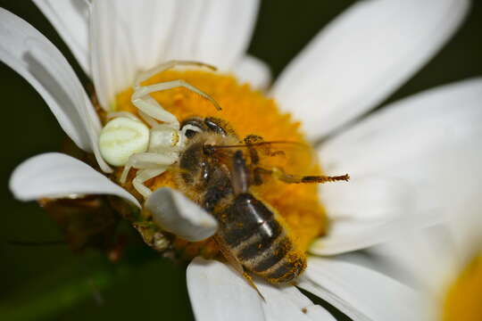 Image of Flower Crab Spiders