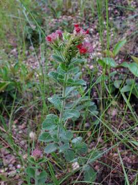 Image of blue porterweed