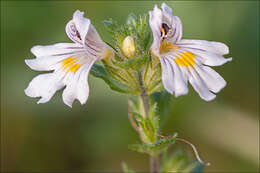 Imagem de Euphrasia officinalis subsp. officinalis