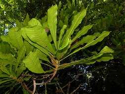 Chromolucuma rubriflora Ducke resmi