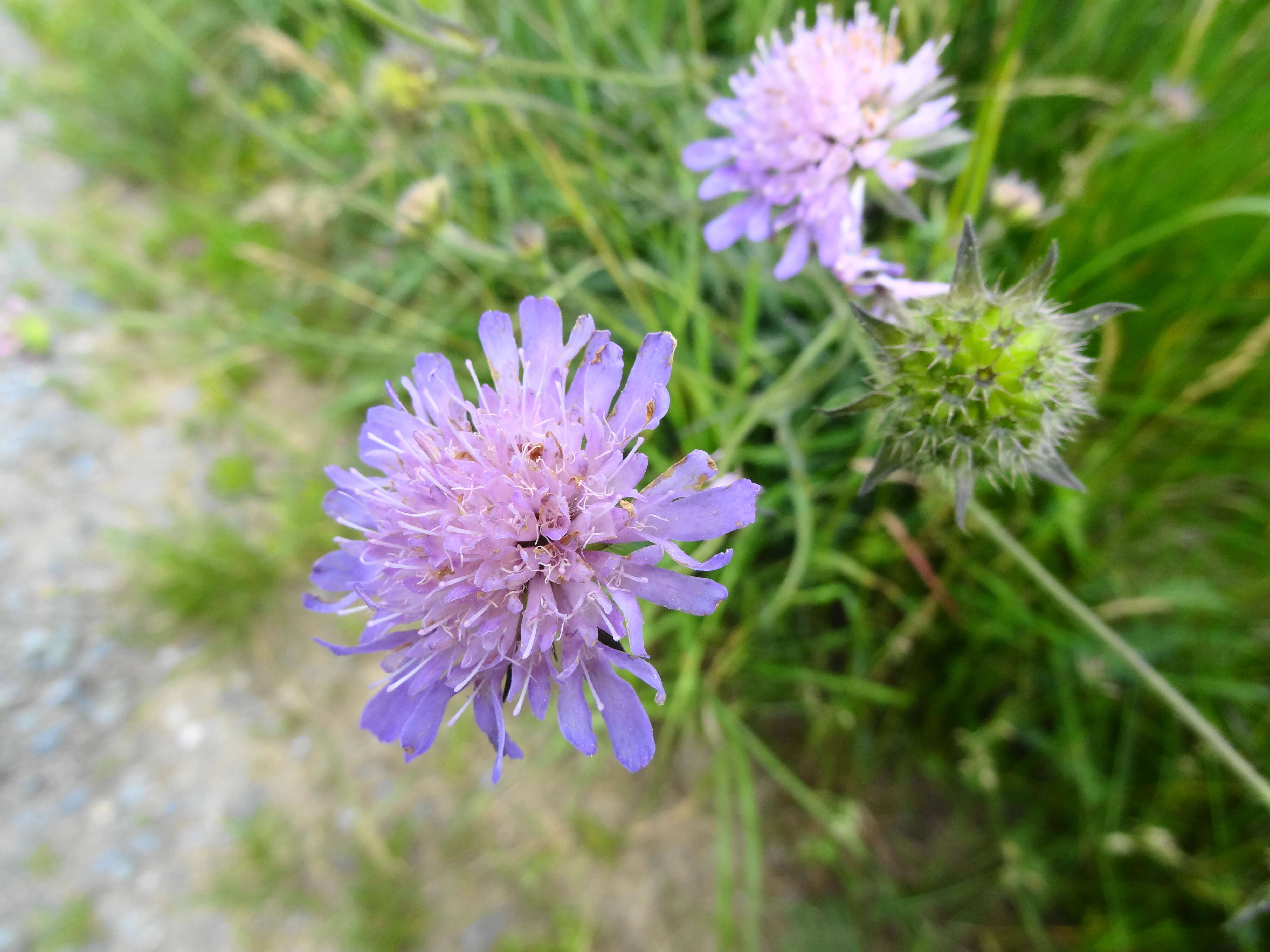 Image of Widow flowers