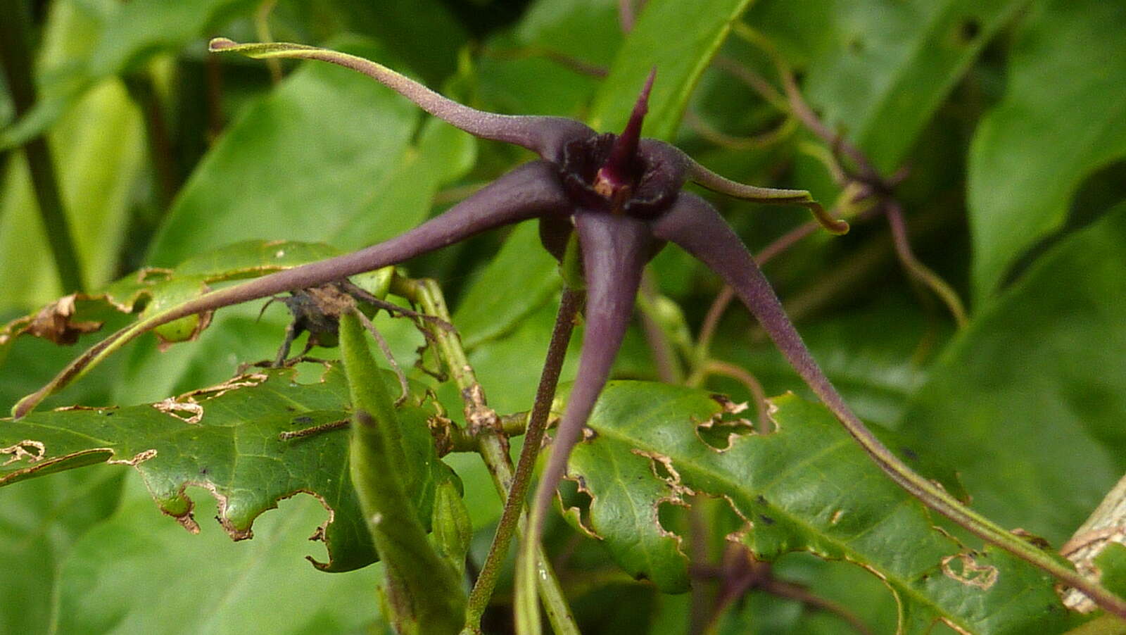 Image of Oxypetalum harleyi (Fontella & Goyder) Farin.