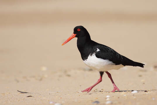 Image of Australian Pied Oystercatcher