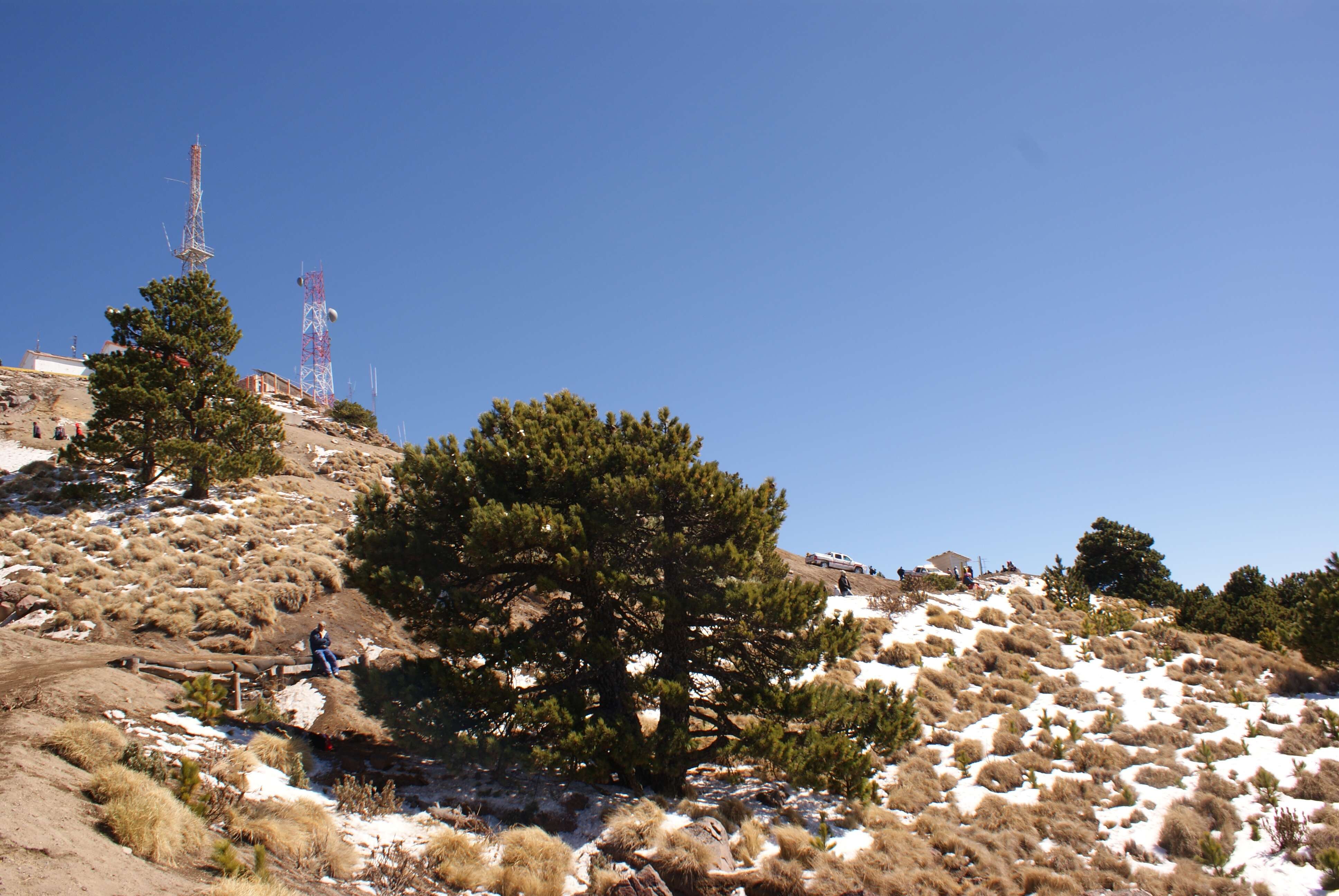 Image de Pinus hartwegii Lindl.