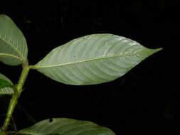 Plancia ëd Psychotria acicularis C. M. Taylor