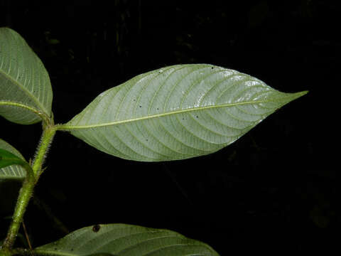 Image of Psychotria acicularis C. M. Taylor