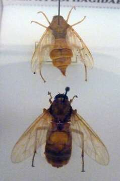 Image of Coenomyia