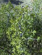 Image of Texas persimmon