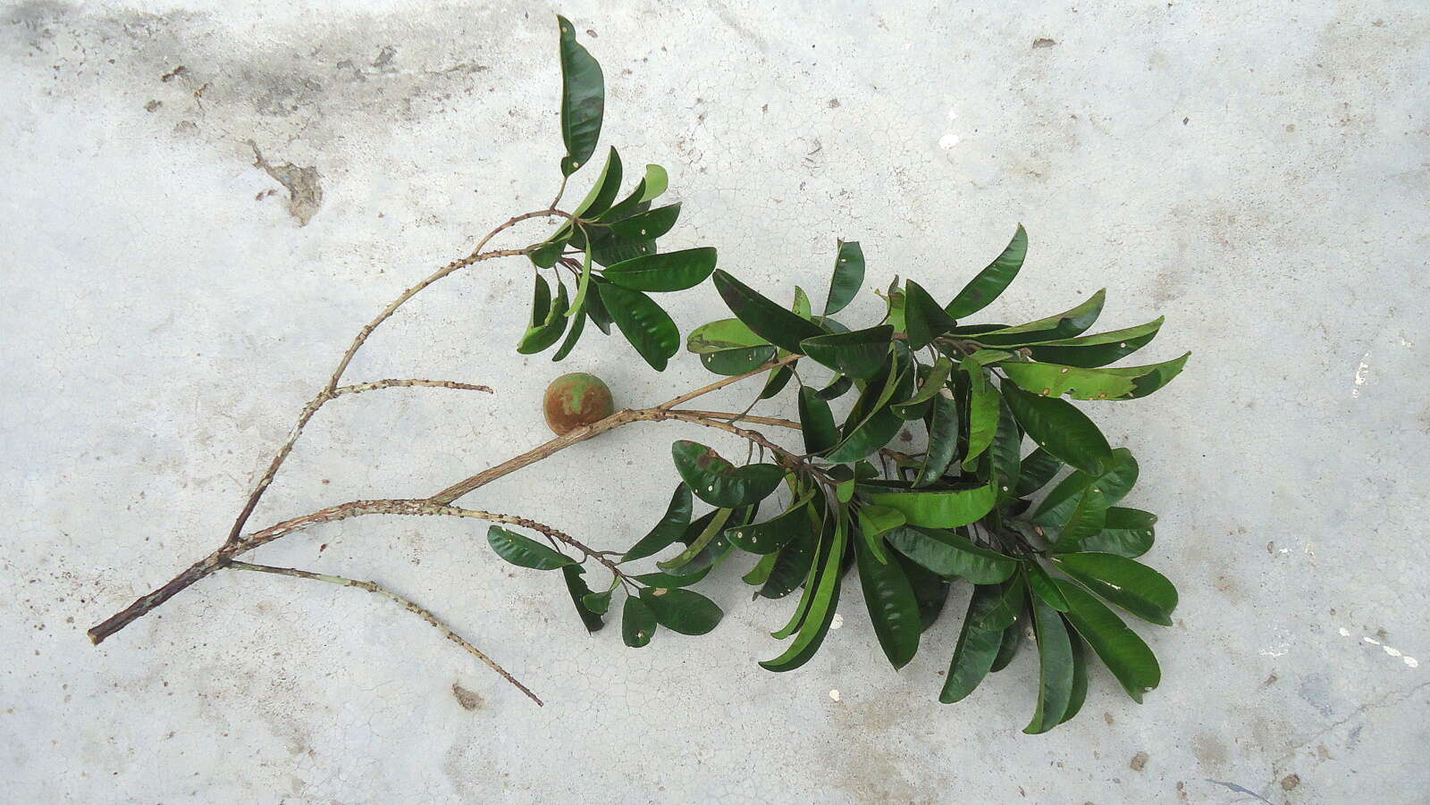 Image of Pouteria venosa (Mart.) Baehni